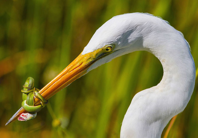 bird-photographer-of-the-year-airone-jose-garcia