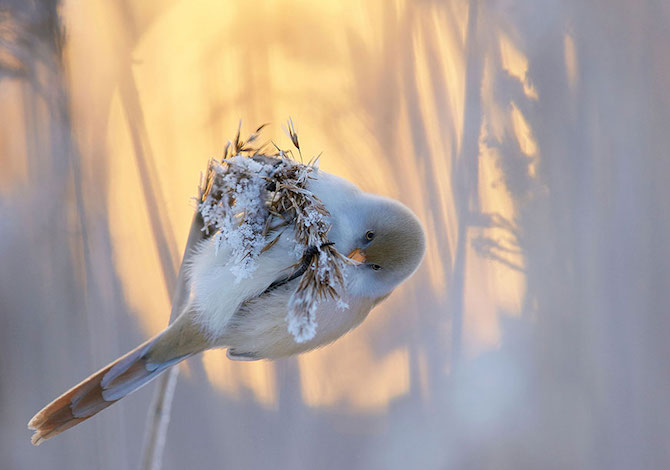 bird-photographer-of-the-year--barbagianni-jamie-hallbasettino-markus-baresuvo