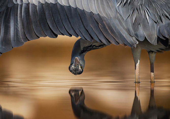 bird-photographer-of-the-year-ahmad-al-essa