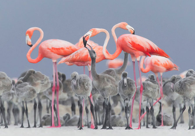 bird-photographer-of-the-year-fenicotteri-rosa-alejandro-prieto-rojas