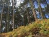 il-bosco-dove-passeggiare-alle-isole-cies-foto-martino-de-mori