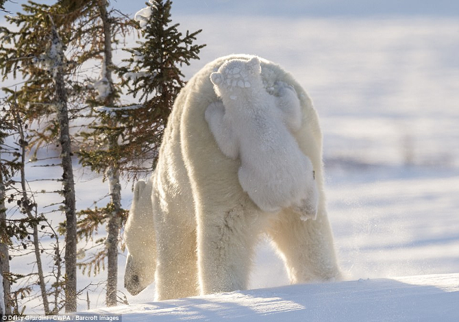 ORSO BIANCO