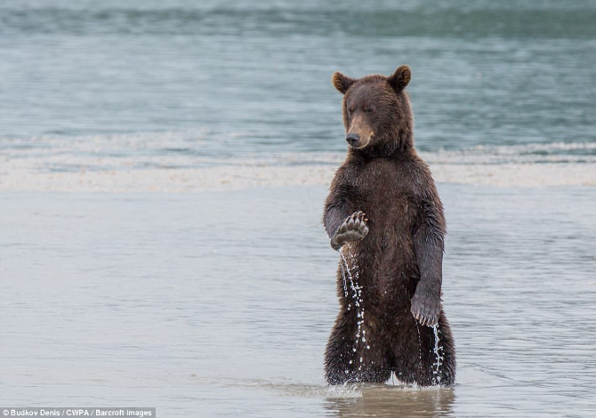 ORSO