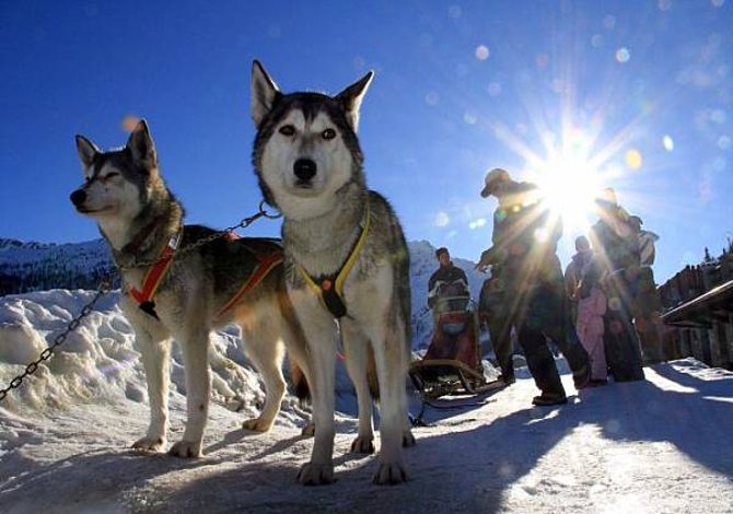 sleddog_valtellina_1