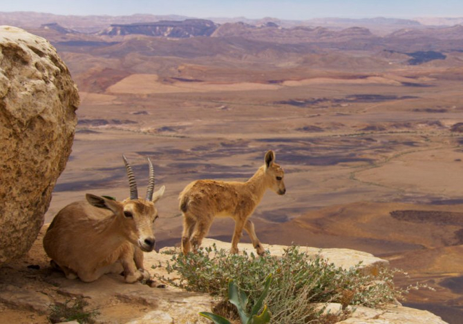 Planet-Earth-II-Mountain-Ibex-03-credit-BBC-Natural-History-Unit-