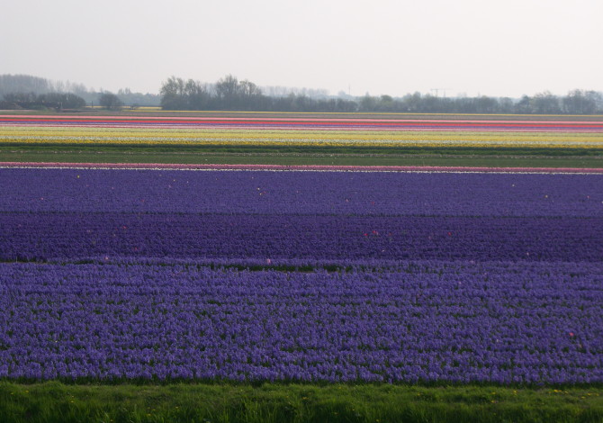 In Olanda in bici tra arte e tulipani
