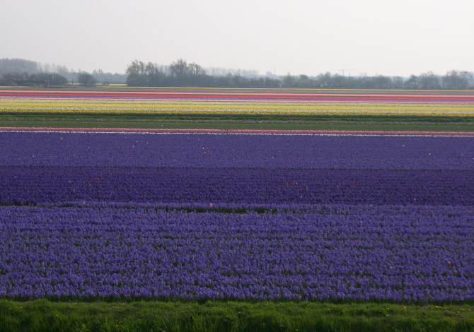 In Olanda in bici tra arte e tulipani
