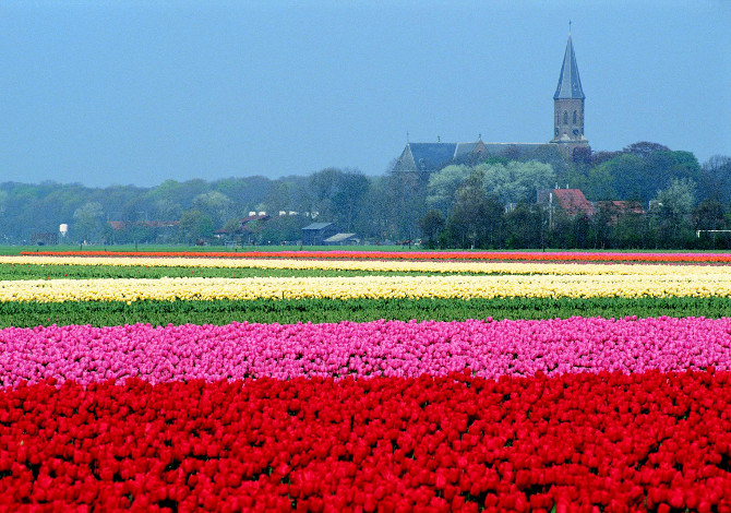 In Olanda in bici tra arte e tulipani