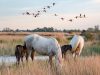 camargue-francia-lontano-da-arles-puoi-fare-passeggiate-a-cavallo-trekking-bici-canoa-e-sport-di-fiume-le-attivit-sportive-per-eccellenza-di-questa-zona-del-delta-del-rodano