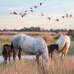 camargue-cavalli-photoXtianDuGard-pixabay