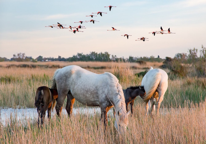 camargue-cavalli-photoXtianDuGard-pixabay