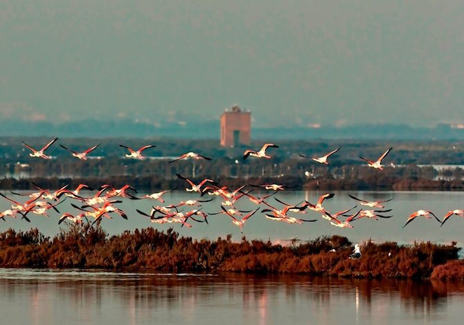 delta-po-bici-Fenicotteri-foto-parcodeltadelpo