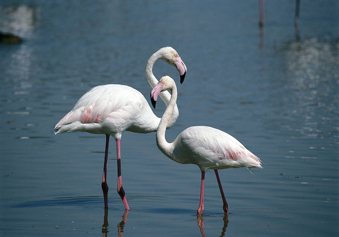 delta-po-bici-flamingos-photo-parcodeltadelpo