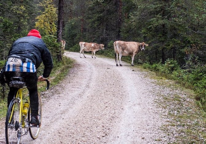 eroica-dolomiti-mucche