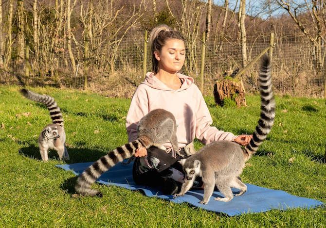 yoga-lemuri-stress-pressione