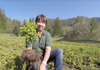 trentino-alberi