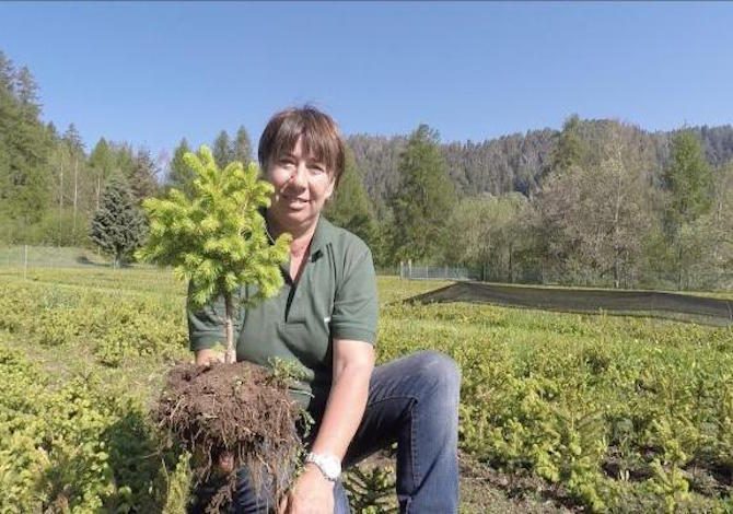 trentino-alberi