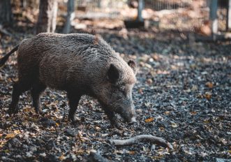 cinghiale nel bosco