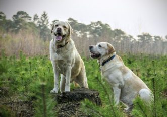 Le migliori razze di cani per correre