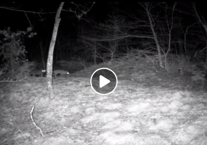 Il video del lupo e della volpe nelle Foreste Casentinesi