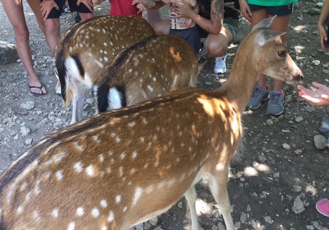 parco-abruzzo-barrea-daini