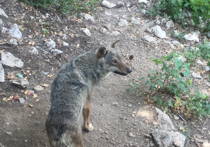 parco-abruzzo-civitella-lupo