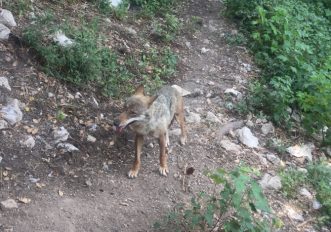 parco-abruzzo-lupo-martino-de-mori