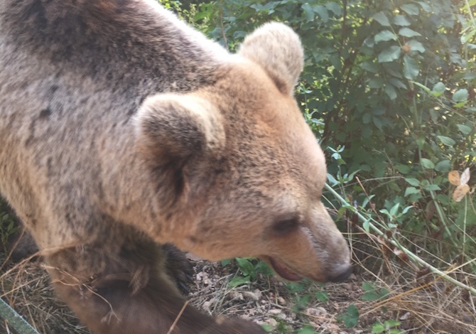 parco-abruzzo-orso