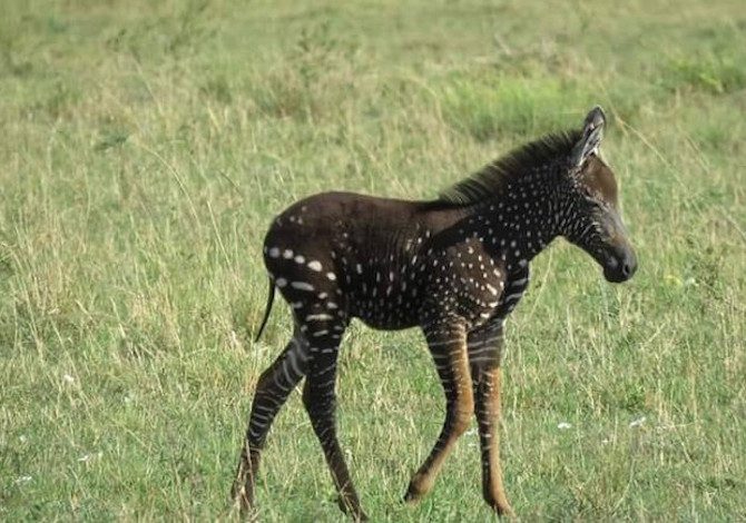 zebra-a-pois-kenya