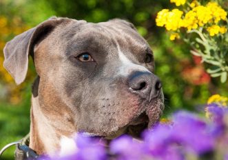 violenza-donne-cane