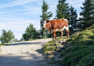Mucche sul sentiero: cosa fare?