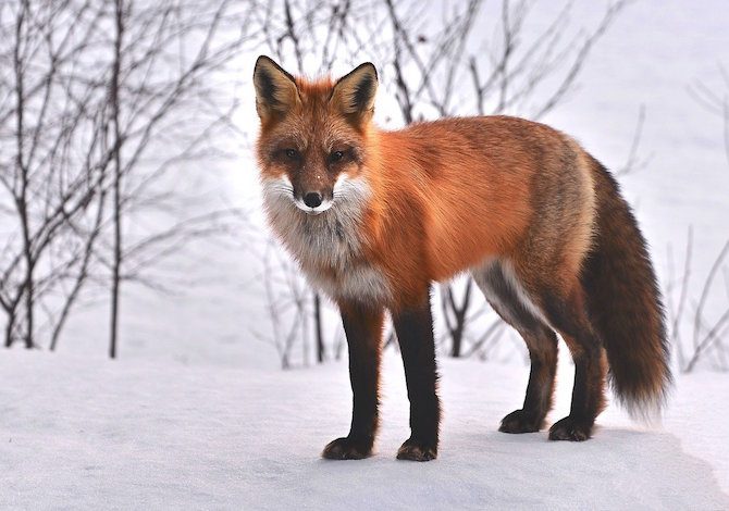 come-vestirsi-per-non-spaventare-gli-animali-selvatici