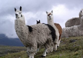 coronavirus-gli-anticorpi-dei-lama-sono-una-chiave-contro-covid-19