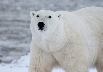 gli orsi polari rischiano di scomparire