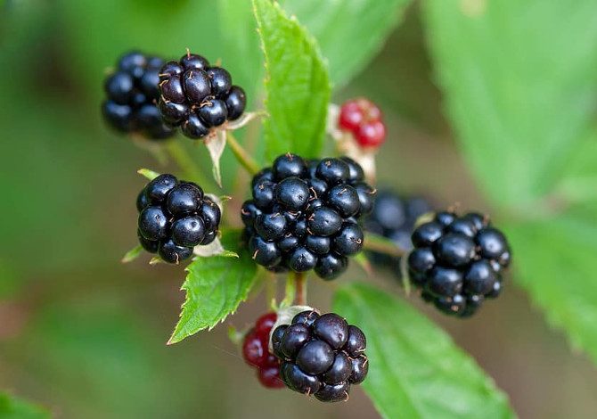 Marmellata di more di rovo: come si fa?