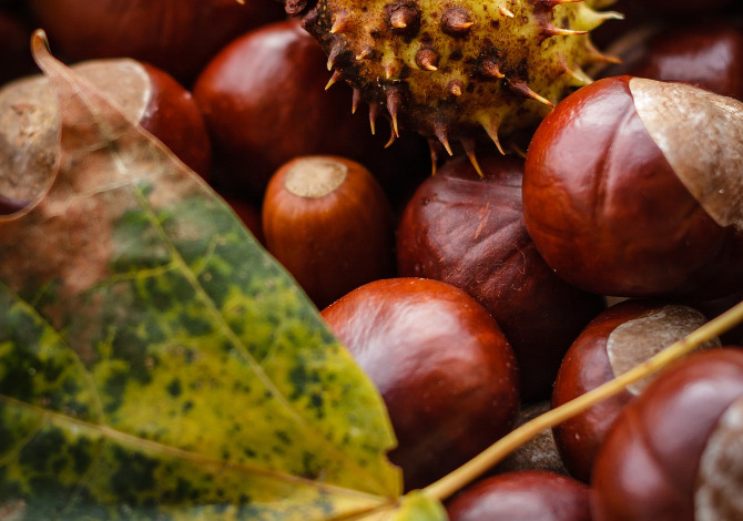 Castagne-in-toscana