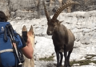 Il video dello stambecco spaventato e del turista con cane al guinzaglio