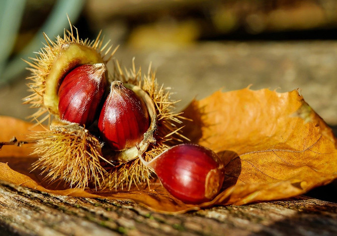 castagne in emilia romagna