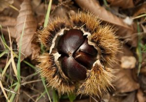 castagne in friuli-venezia giulia