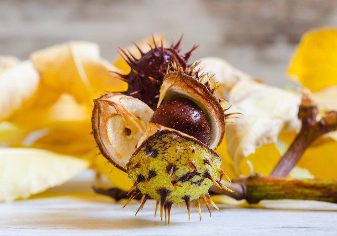 castagne in lazio