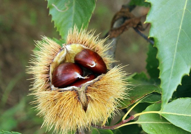 castagne in liguria