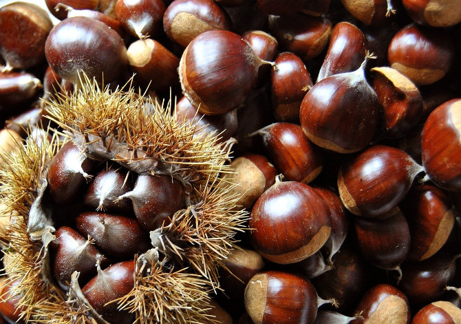 castagne in toscana