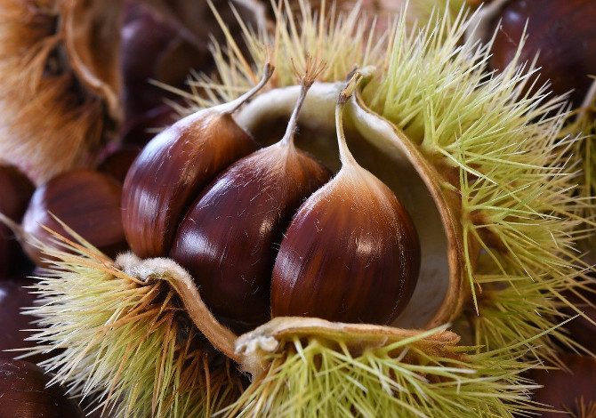 castagne in valle d'aosta