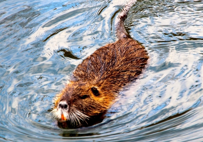Sono tornati i castori in Italia avvistati in Alta Pusteria