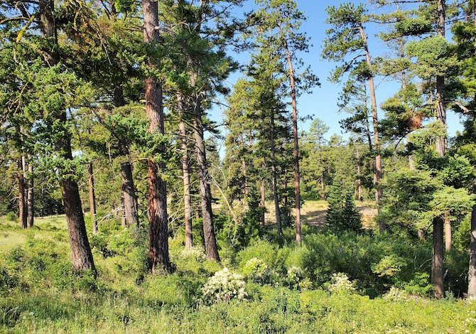 perche-gli-alberi-piu-grandi-sono-fondamentali-per-lambiente