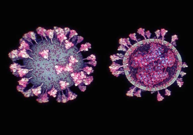 Ecco come   il Coronavirus  in video 3D e come si  muove