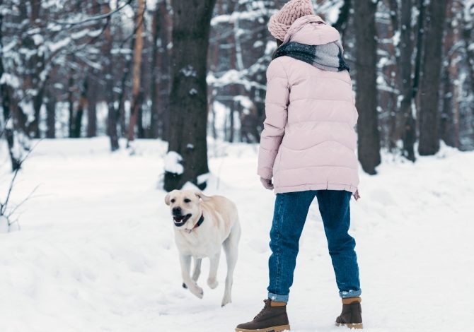 CANE SULLA NEVE CONSIGLI