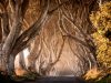 alberi-game-of-thrones