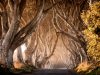 la-strada-di-dark-hedges-e-gli-alberi-di-game-of-thrones