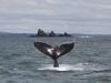 animali-whale-watching